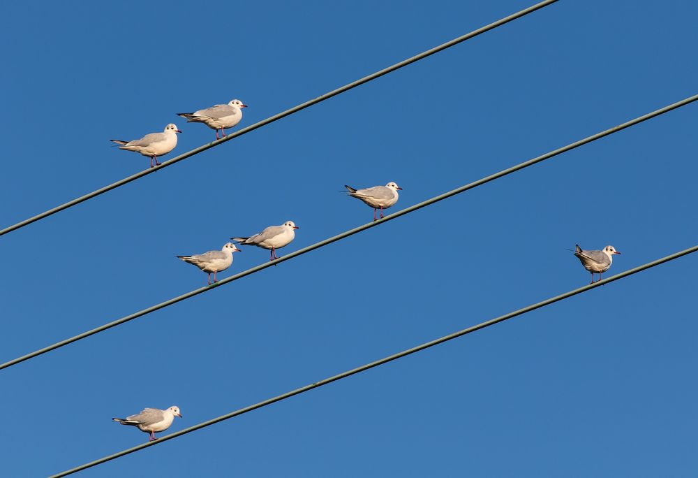 Электрические провода не проводят тока в тело птицы