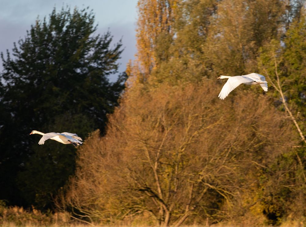 Обои для рабочего стола Белые лебеди летят на фоне осенней природы, by Kev