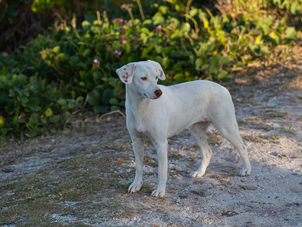 Фото стоящей собаки. Собака на улице белая. Stray Dog photo.