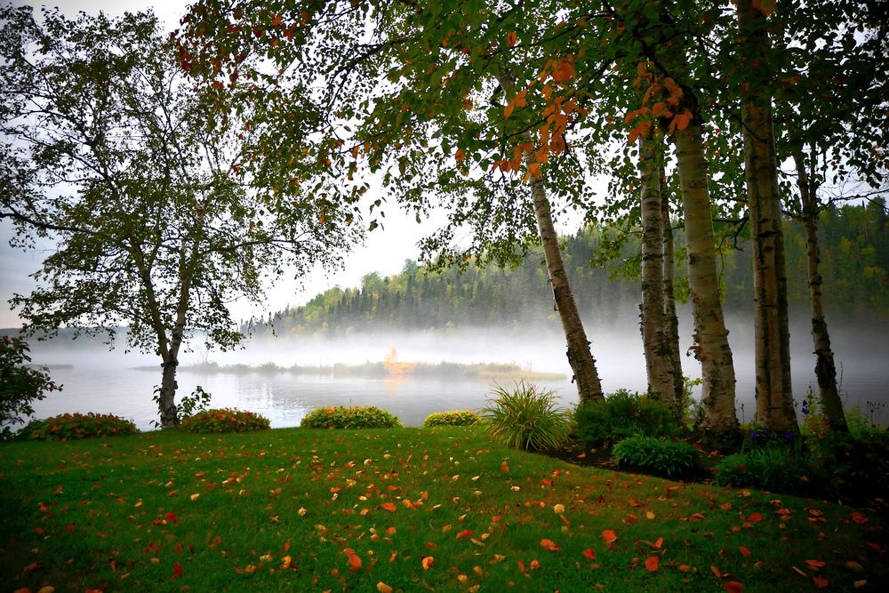 Обои для рабочего стола Поляна с осенними листьями на фоне берез и озера в тумане, by Alain Audet