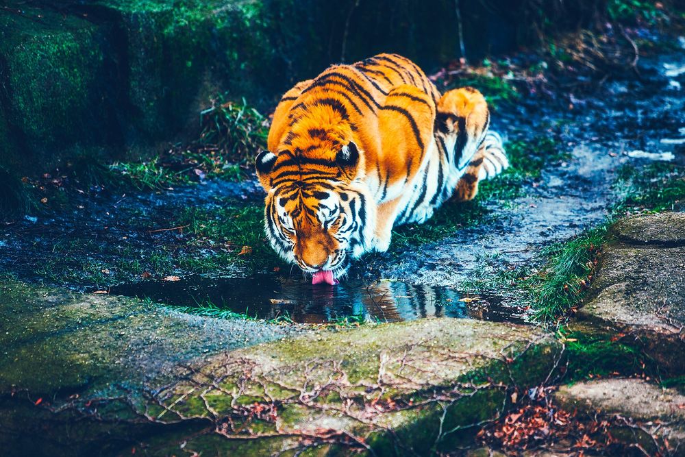 Обои для рабочего стола Тигр пьет воду из лужи в лесу, by 12019