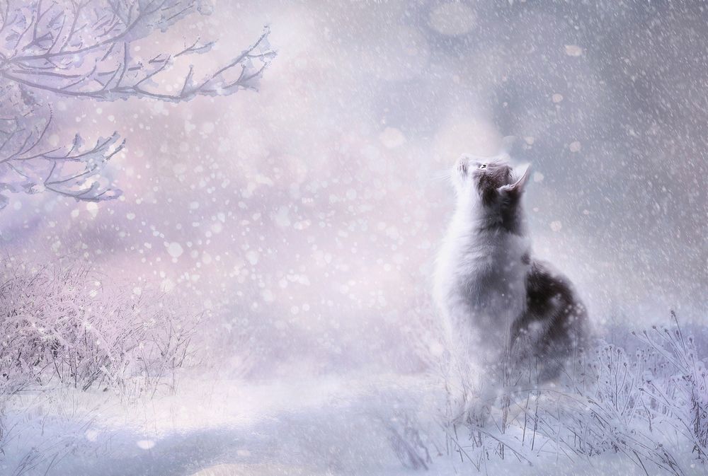 Обои для рабочего стола Кошка на размытом зимнем фоне, by DreamyArt