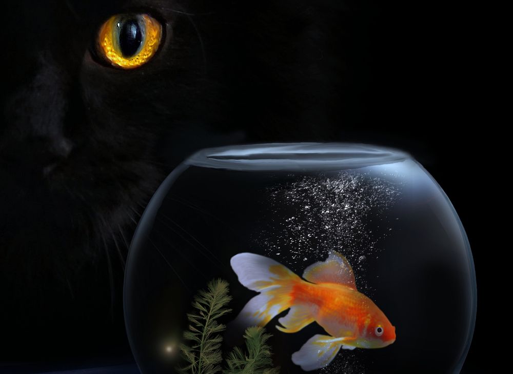 Обои для рабочего стола Черная кошка смотрит на аквариум с рыбкой