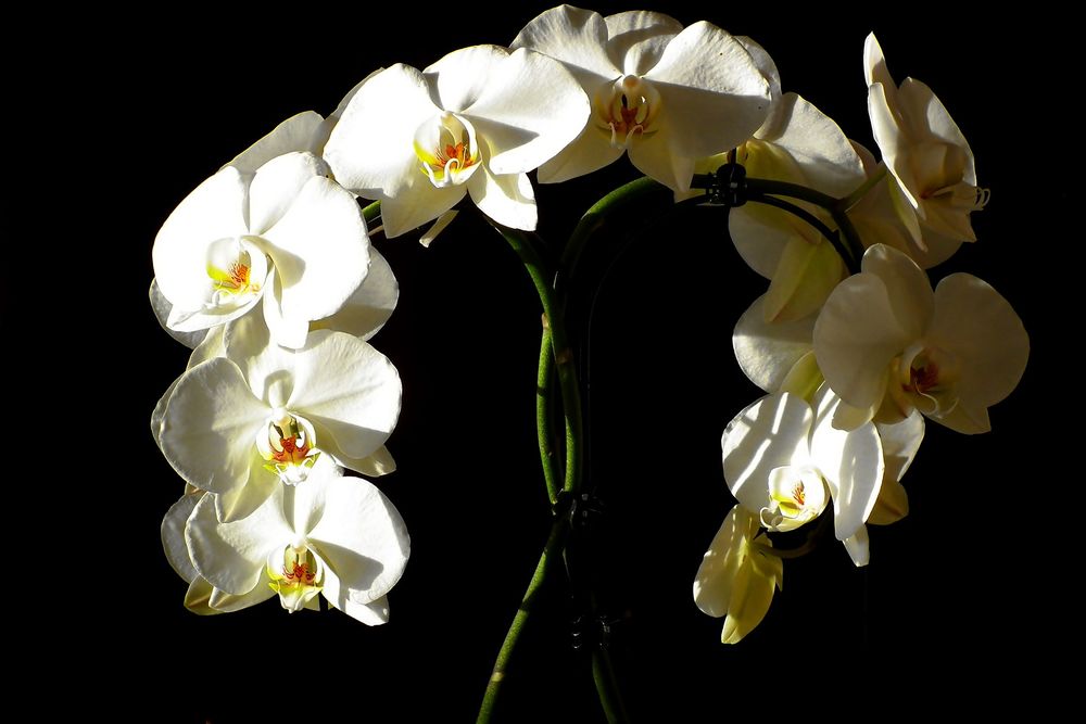 Обои для рабочего стола Белые орхидеи на темном фоне, by Teodor
