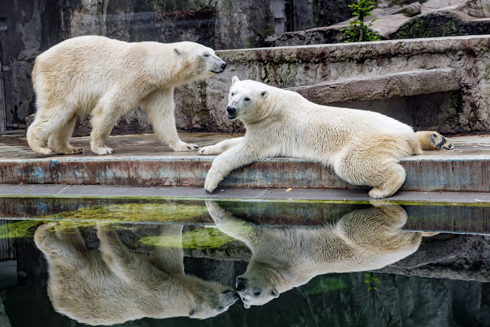 Обои для рабочего стола Белые медведи у бассейна в зоопарке