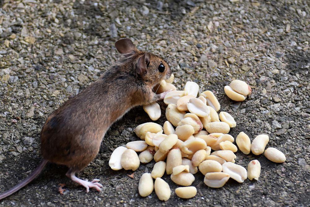 Обои для рабочего стола Мышь ест арахисовые орехи, by Alexas_Fotos