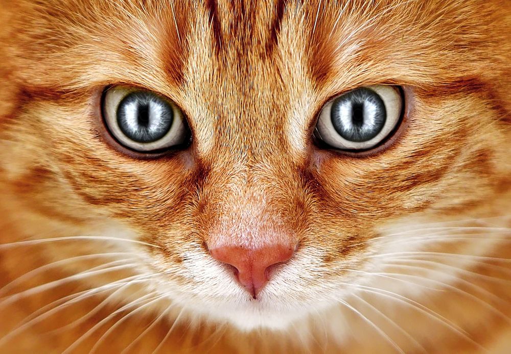 Обои для рабочего стола Мордочка рыжей кошки с зелеными глазами крупным планом, by Alexas_Fotos