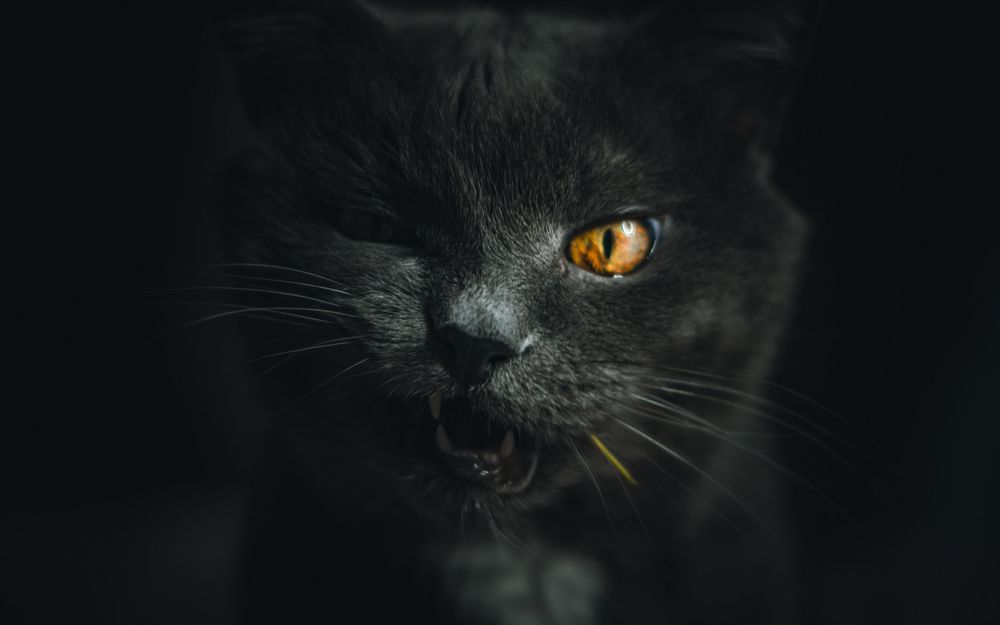 Обои для рабочего стола Кошка на черном фоне, by Dead Angel