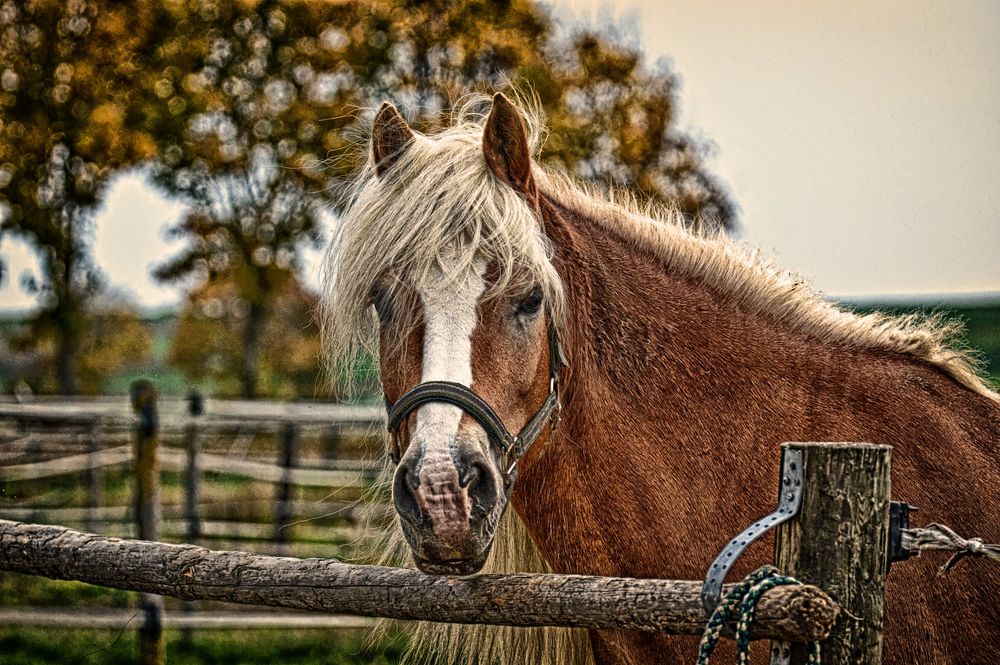 Обои для рабочего стола Лошадь стоит у изгороди, by Alexas_Fotos