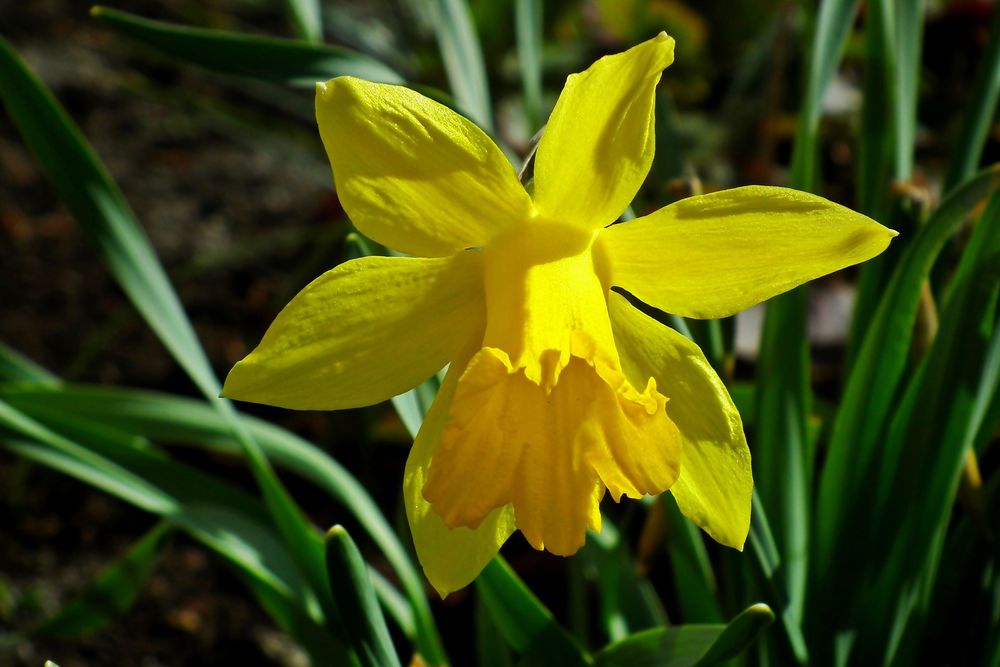 Почему не цветут нарциссы одни листья. Нарцисс желтый трубчатый. Нарцисс (растение). Весенние желтые цветы нарциссы. Бледно-желтые нарциссы Великобритании.