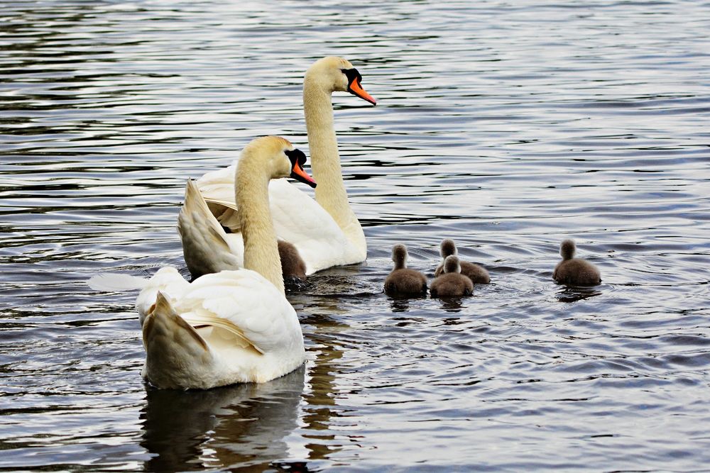 Обои для рабочего стола Белые лебеди с птенцами в воде, by Annette Meyer
