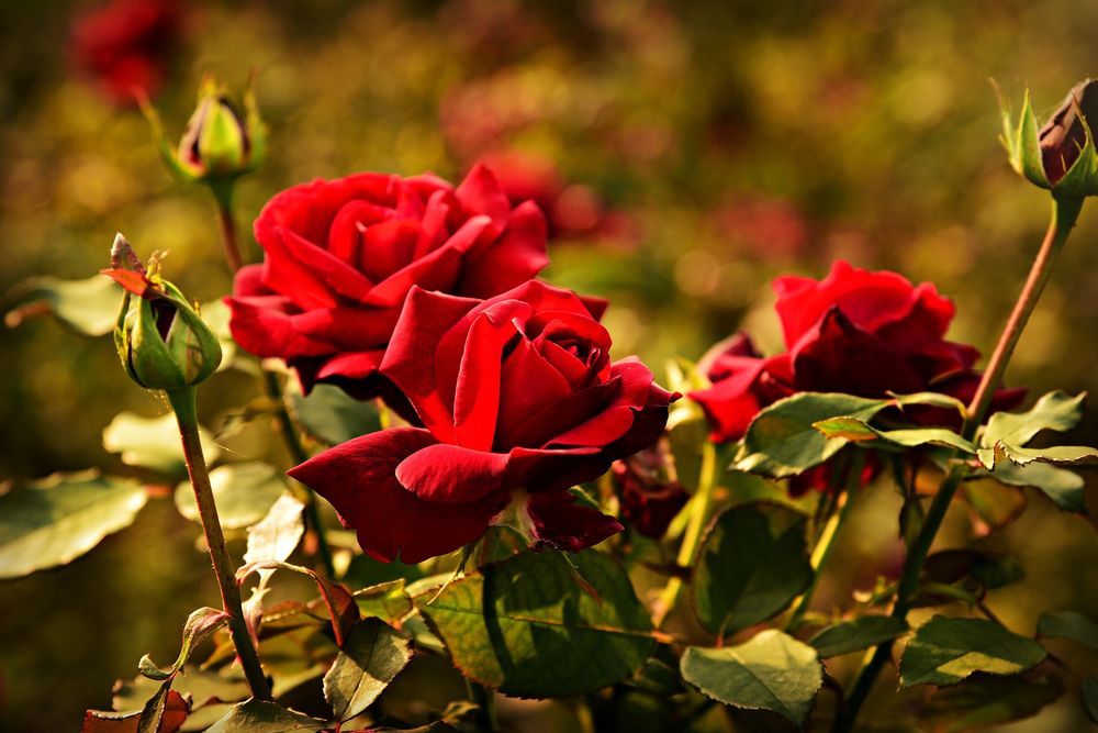 Обои для рабочего стола Красные розы с бутонами на размытом фоне, by Mabel Amber