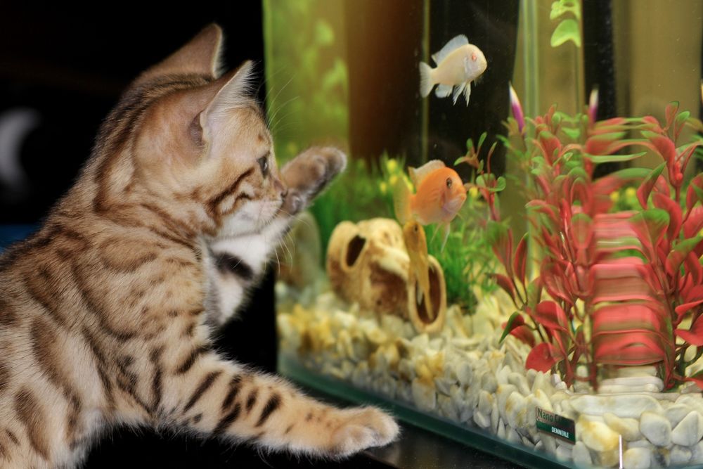 Обои для рабочего стола Бенгальский котенок наблюдает за аквариумом с рыбками, by Irina_kukuts