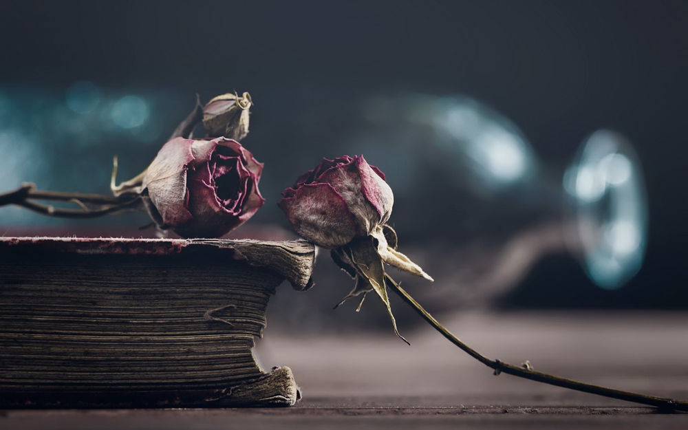 Розы лежат на столе картинки