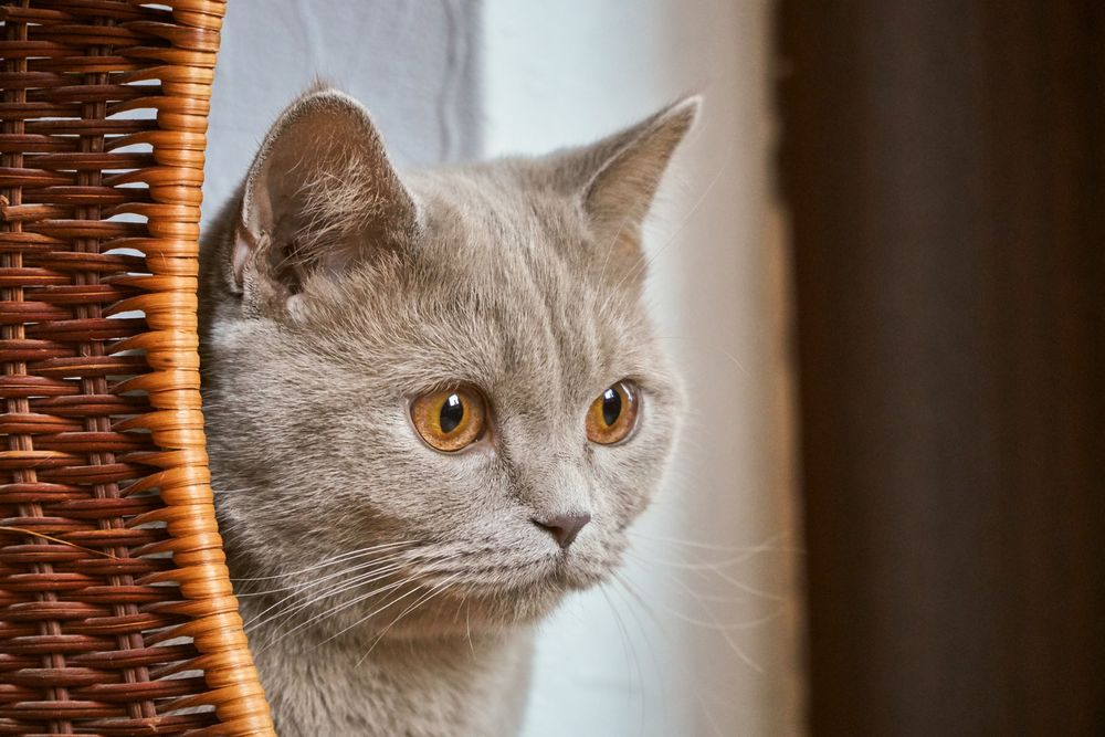 Обои для рабочего стола Серая кошка с желтыми глазами на фоне корзины, by Markus Distelrath