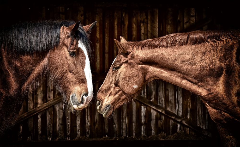 Обои для рабочего стола Две лошади, by Alexas_Fotos