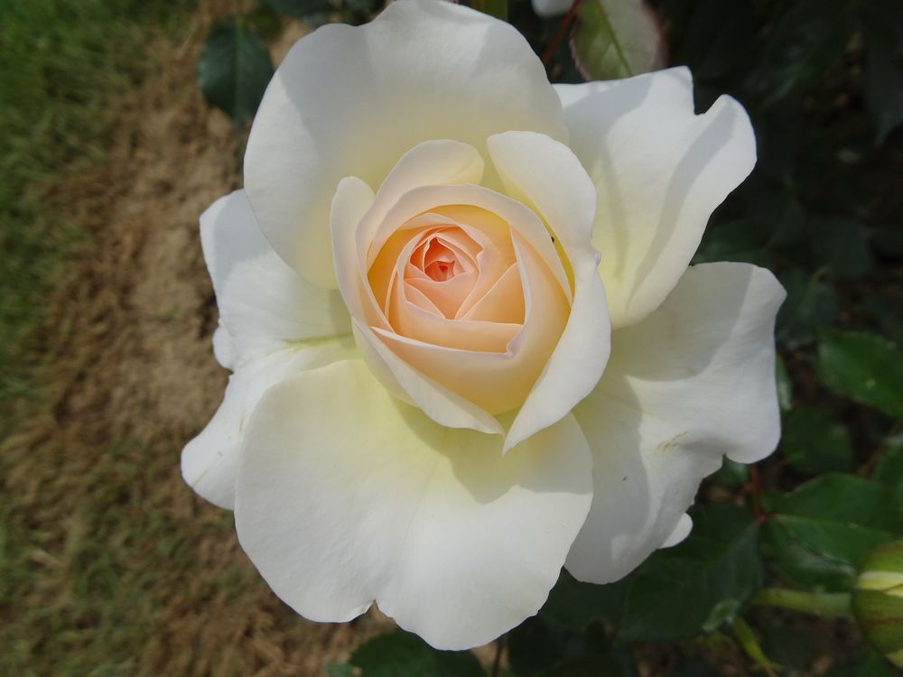 Роза романтика белая с розовым кантом фото и описание