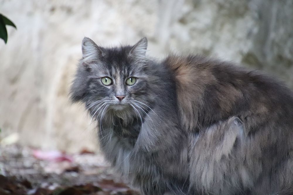 Кошка серая пушистая фото