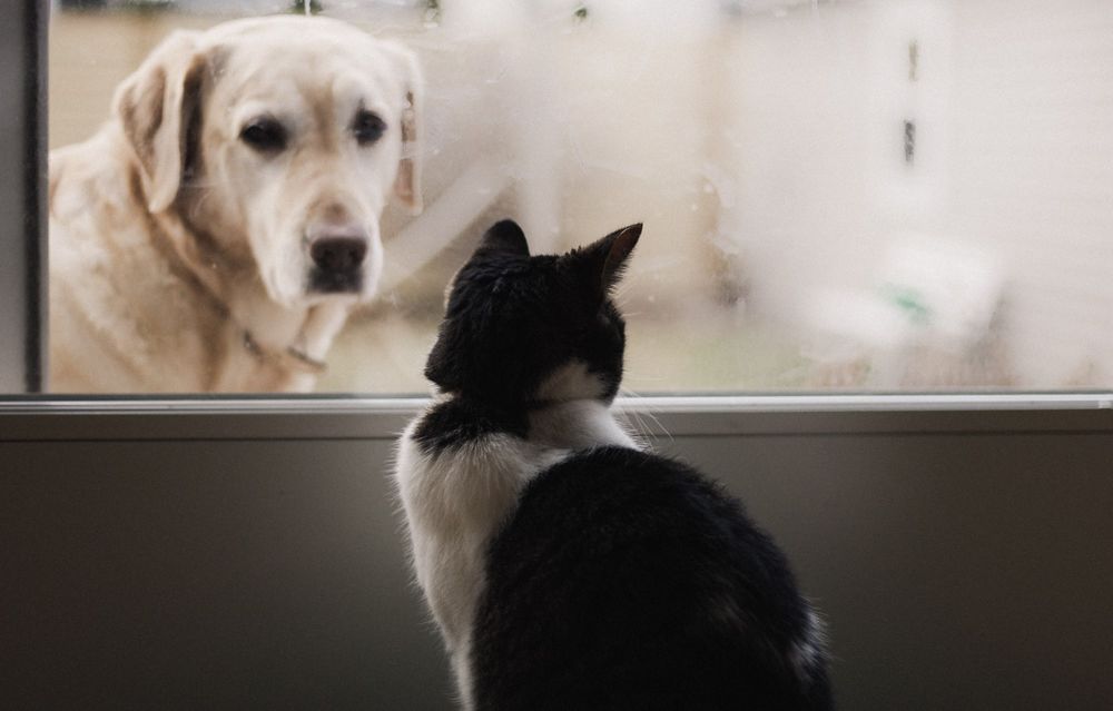Обои для рабочего стола Черно белая кошка сидит у двери, за стеклом которой на нее смотрит пес-золотистый ретривер, by by Alexis Chloe