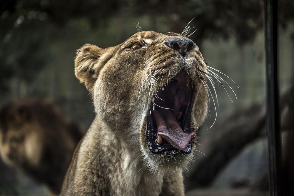 Обои для рабочего стола Львица с разинутой пастью, by Pexels