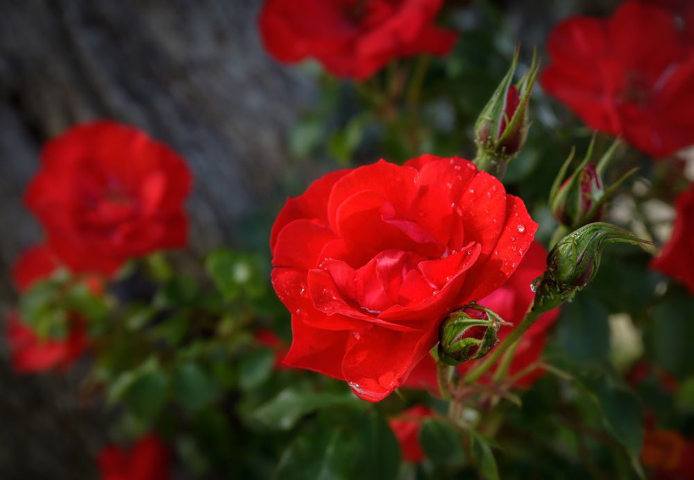 Обои красные розы в интерьере