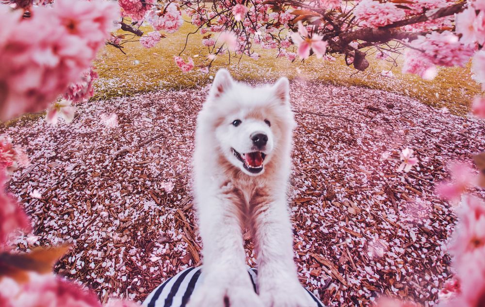 Обои для рабочего стола Белый пес в окружении весеннеей цветущей сакуры. Фотограф Kristina Makeeva