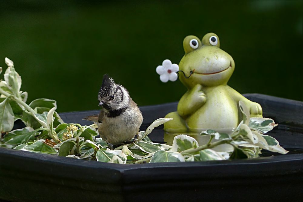 Обои для рабочего стола Хохлатая синица стоит на листьях в емкости с водой, в емкости в воде сидит игрушечный лягушонок с цветком, by Christiane