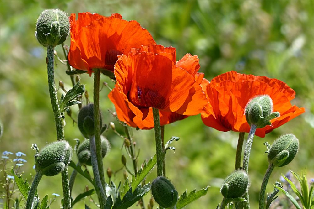 Обои для рабочего стола Цветы мака с бутонами на размытом фоне, by Christiane