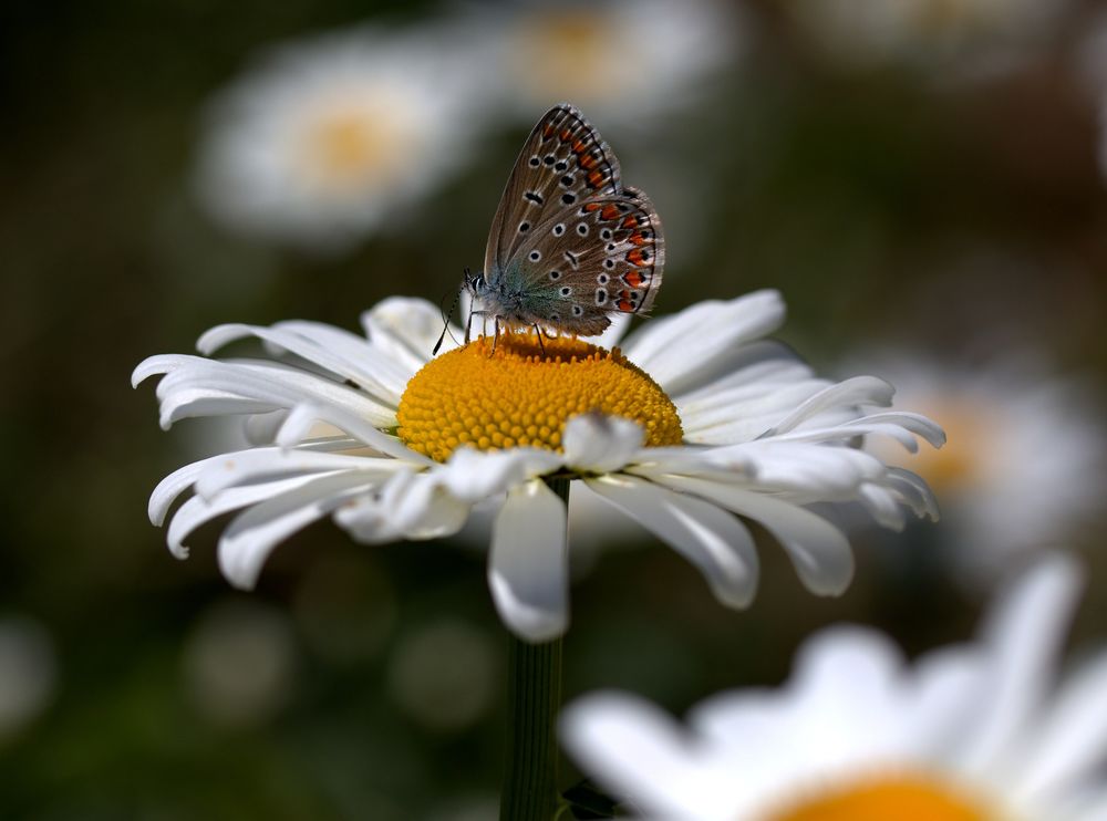 Обои для рабочего стола Бабочка сидит на цветке ромашки на размытом фоне, by AdinaVoicu