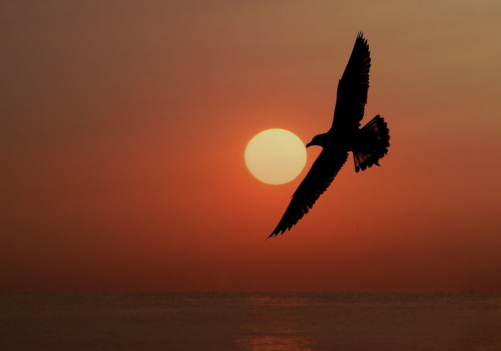 Обои для рабочего стола Летящая чайка на фоне заходящего солнца, by AdinaVoicu