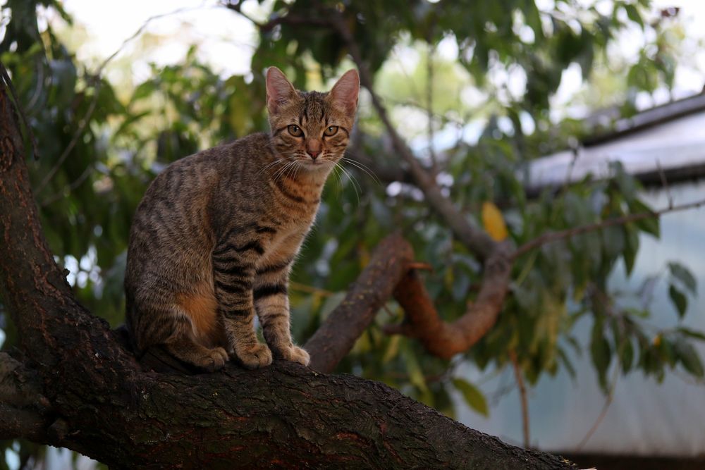 Кошка сидит на столе