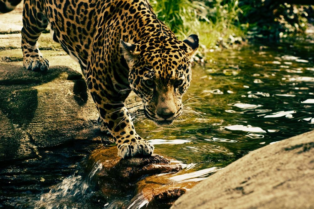 Обои для рабочего стола Леопард стоит у воды, by StockSnap