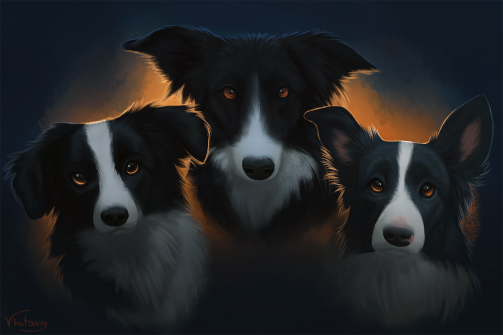 Обои для рабочего стола Три собаки породы Бордер-колли, by Vhitany