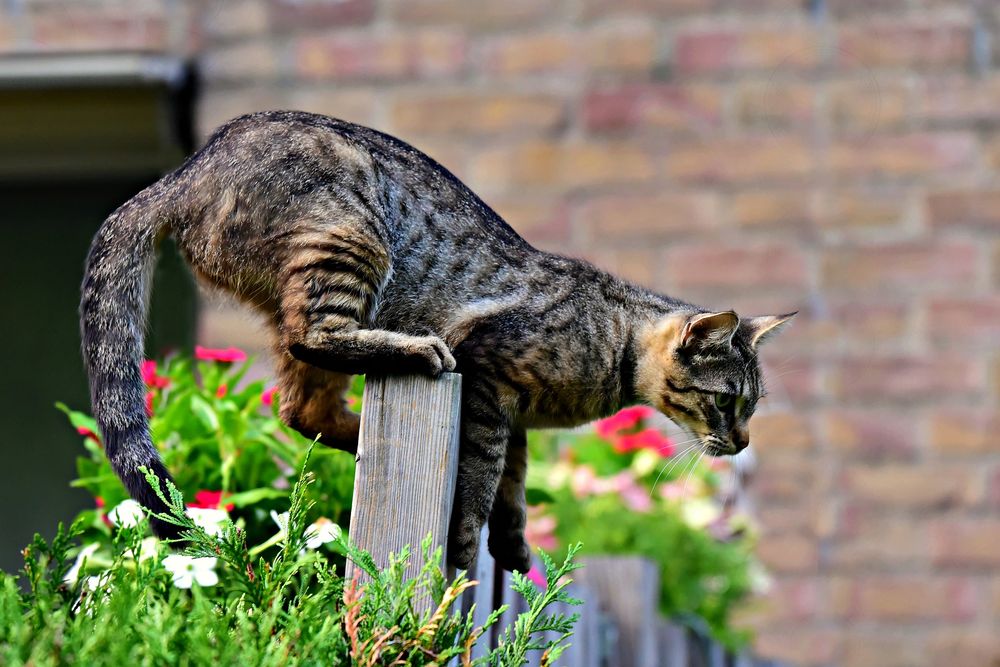 Обои для рабочего стола Серая кошка сидит на заборе на фоне цветов, by Mabel Amber