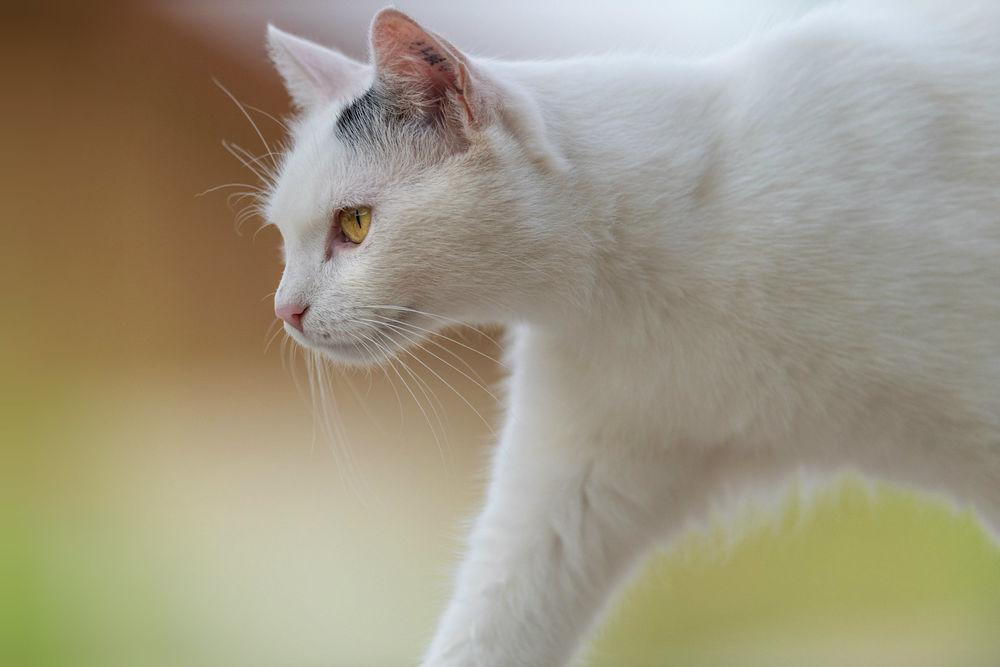 Белая кошка боком. Музыка белая кошка