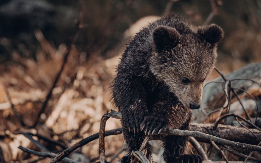 Обои для рабочего стола Медвежонок на природе, by si Janko Ferliс
