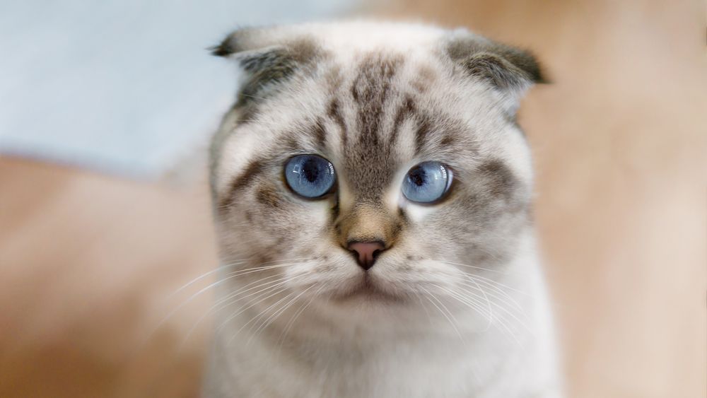 Обои для рабочего стола Шотландская вислоухая кошка с голубыми глазами