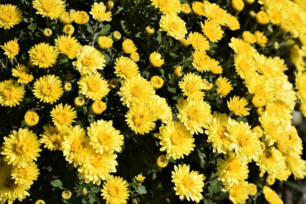 Хризантема фото цветов крупным планом