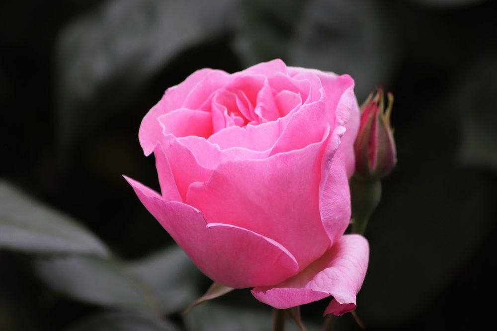 Роза из барбоскиных на белом фоне