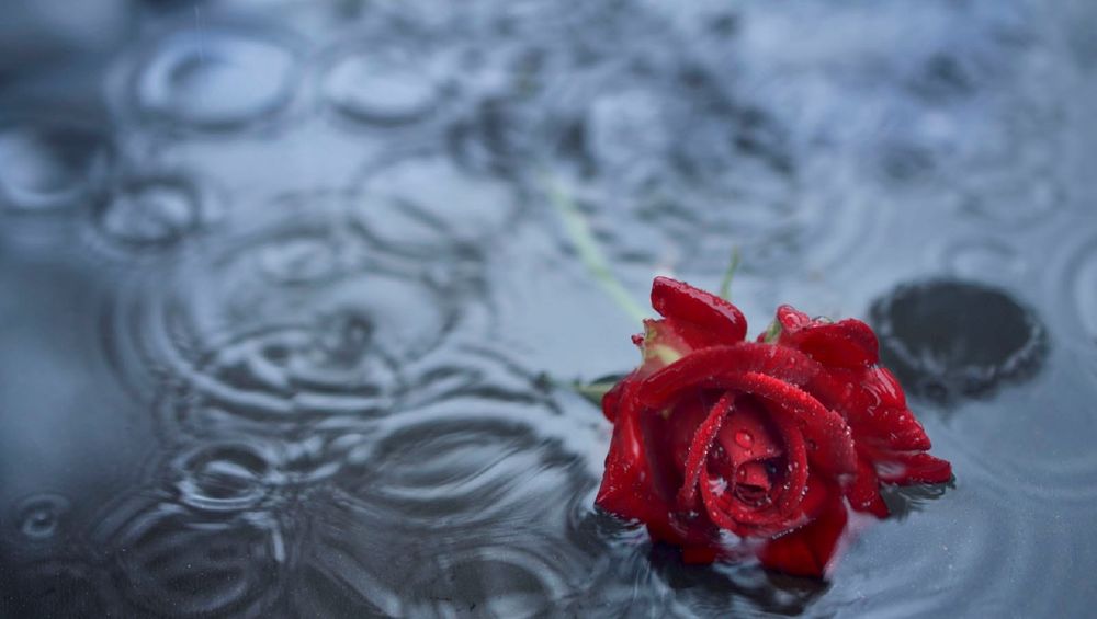 Обои для рабочего стола Красная роза лежит в воде под дождем, by Anna Savino