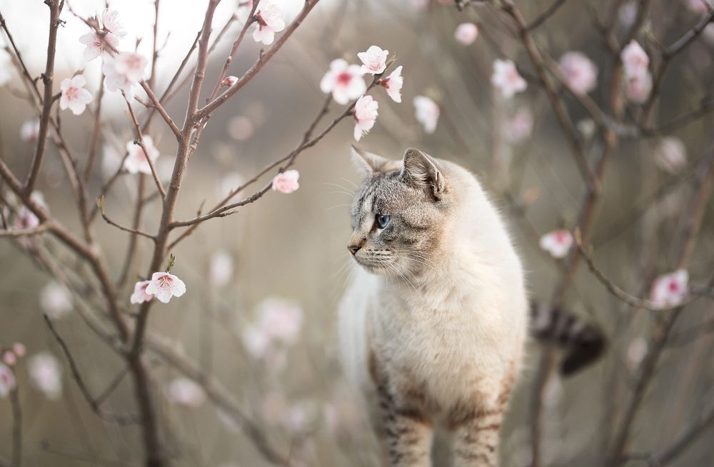 Обои для рабочего стола Кошка стоит на фоне цветущей вишни