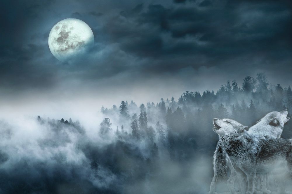 Обои для рабочего стола Два волка на фоне леса под облачным небом с луной, by enriquelopezgarre