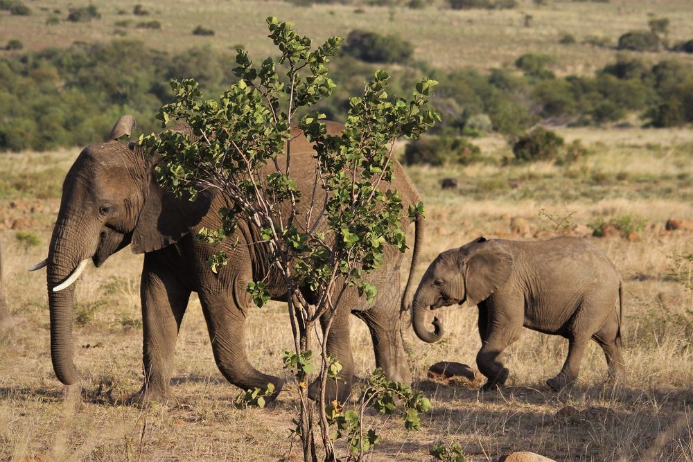 Обои для рабочего стола Африканский слон со слоненком, by Nel Botha