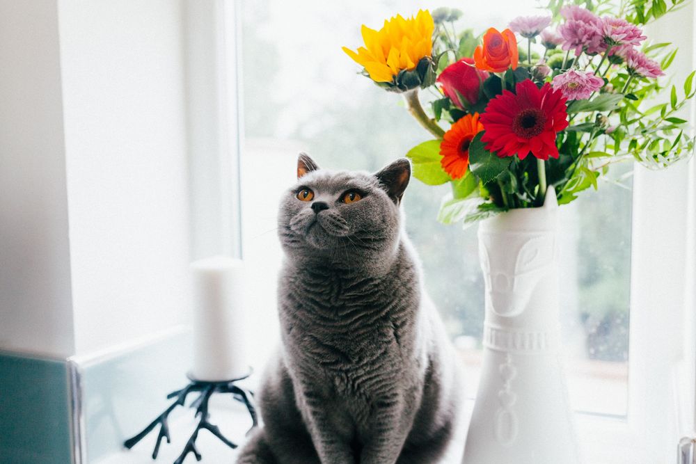 Обои для рабочего стола Дымчатая кошка сидит у вазы с цветами, by Josh Couch