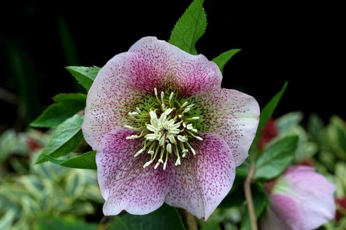 Обои на рабочий стол Цветы морозника на размытом фоне, by Helleborus Orientalis