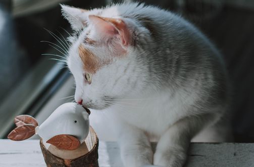 Обои на рабочий стол Кошка сидит у окна, by fotografierende