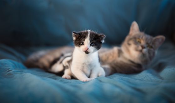 Обои на рабочий стол Кошка с котенком