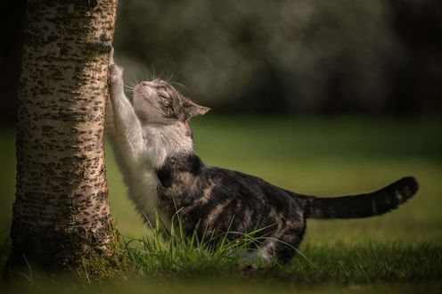Обои на рабочий стол Кошка точит когти об дерево, фотограф Christine Johnson
