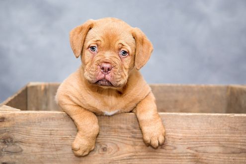 Обои на рабочий стол Щенок бордоского дога, by Ilona Krijgsman