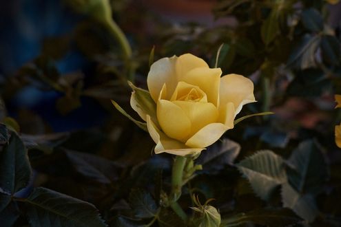 Обои на рабочий стол Желтая роза, by Luisella Planeta Leoni
